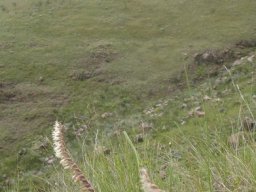 Holothrix scopularia on a grassy slope